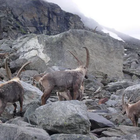 Hotel Paradisia Cogne