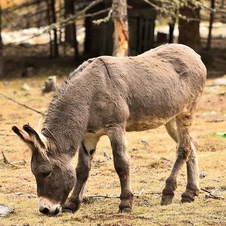 Ξενοδοχείο Paradisia