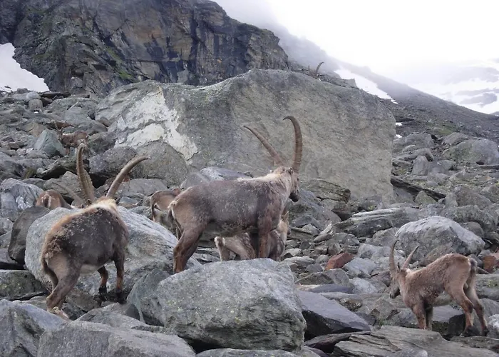 Hotel Paradisia Cogne